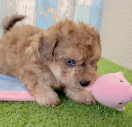Poochon Puppies For Sale